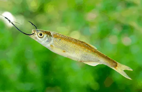 Photo of minnow on hook