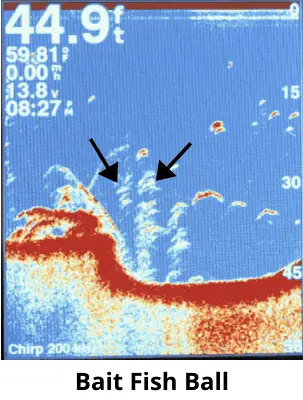 Photo of CHIRP display with bait fish labelled