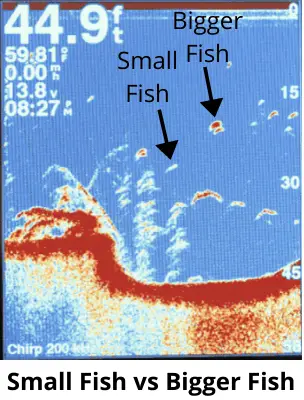 Photo of CHIRP display with big and small fish labelled