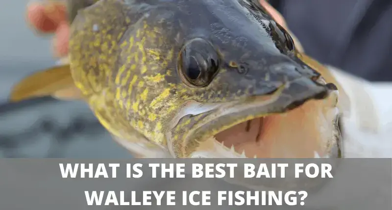 What Is The Best Bait For Walleye Ice Fishing Complete Guide - Best Lure For Ice Fishing Walleye