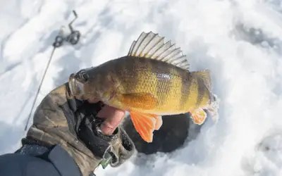 Best ice fishing rods for perch