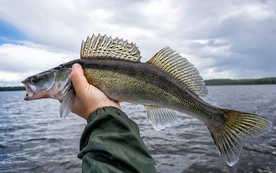 Best live bait for walleye