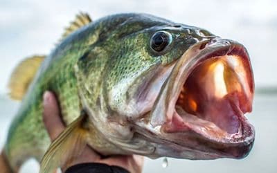 Can you eat largemouth bass