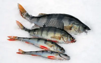 How long can you keep ungutted fish on ice?