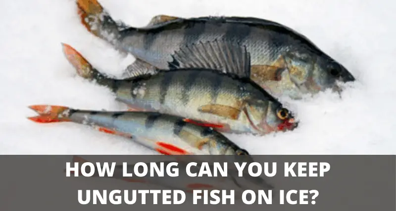 How long can you keep fish in a cooler