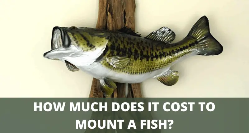 How Much Does It Cost To Mount A Fish With Examples [ 428 x 800 Pixel ]