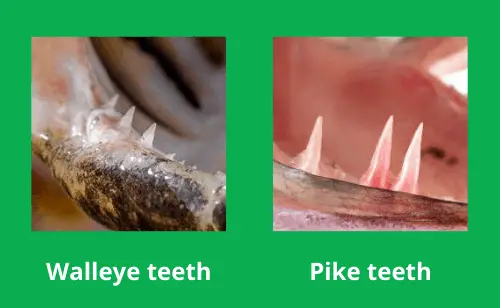 Photo comparing walleye with pike teeth side by side