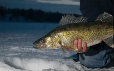 When do walleye bite best for ice fishing