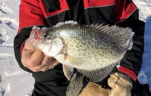 Crappie