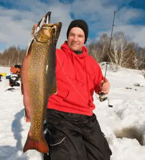 Lake trout