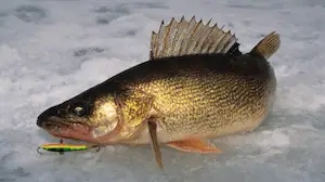 Walleye