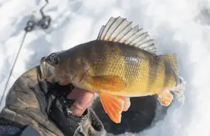 Yellow perch