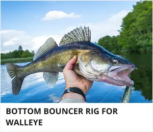 Bottom bouncer rig for walleye