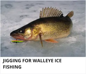 JIgging for walleye ice fishing