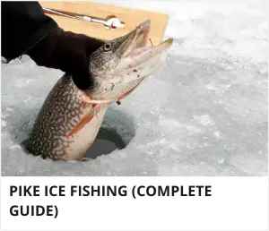 Pike ice fishing