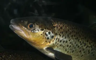 Trout fishing at night
