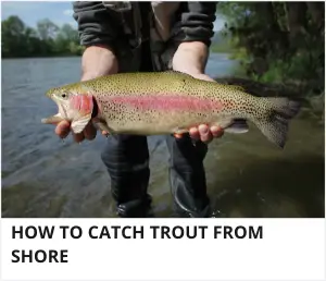 Trout fishing from shore