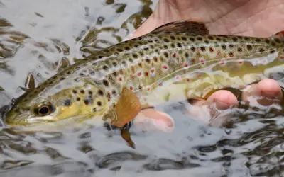 Trout fishing with spinners