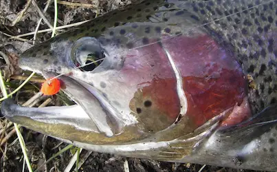 Trout rigs for lakes