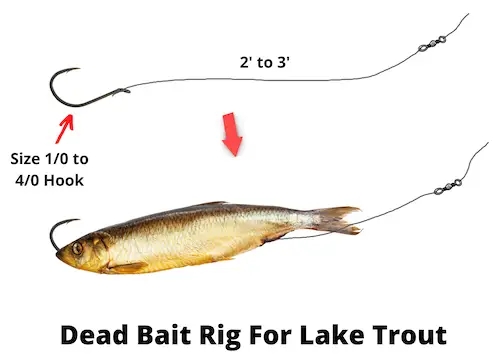 Dead bait rig for lake trout