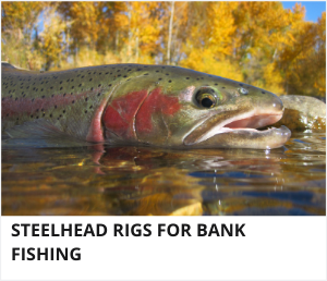 Steelhead rigs for bank fishing