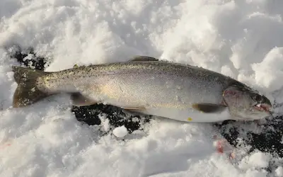 Trout ice fishing baits