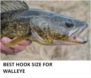 Walleye hook size