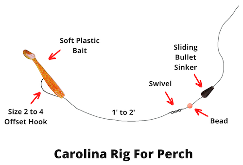 Carolina rig for perch