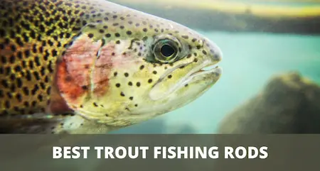 Best trout fishing rods