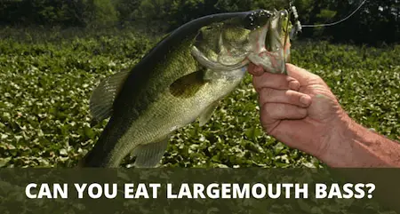 Can You Eat Largemouth Bass Are Largemouth Bass Good To Eat?