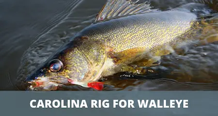 Cover image carolina rig for walleye How To Use A Carolina Rig For Walleye Fishing (Detailed Guide)