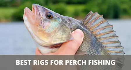 Best fishing rigs for perch (setup & fishing guide) 