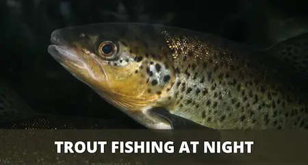 Night Fishing For Trout (3 Things You Need To Know)
