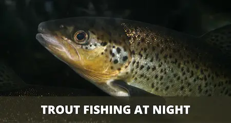 Cover image trout fishing at night How To Fish For Trout At Night (Detailed Guide)