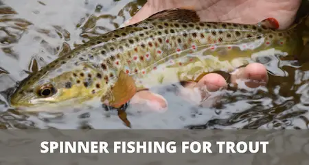 Cover image trout fishing with spinners Spinner Fishing For Trout (Detailed Guide)
