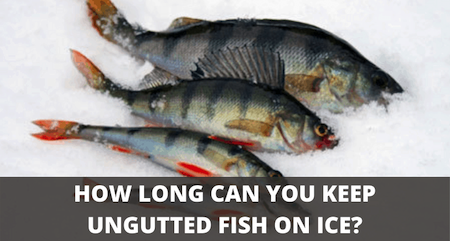 How long will ungutted fish last on ice