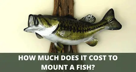 How much to mount a fish