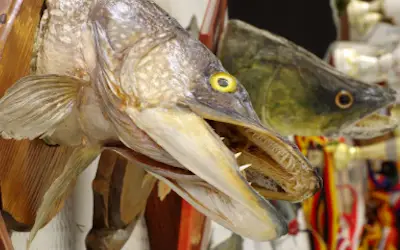 How to taxidermy a fish