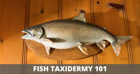 Fish taxidermy