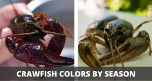 Crawfish Colors By Season (With Pictures)