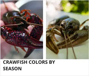 Crawfish colors by season