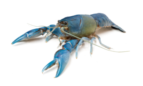 Photo of blue crawfish