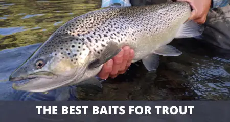 Best bait for trout