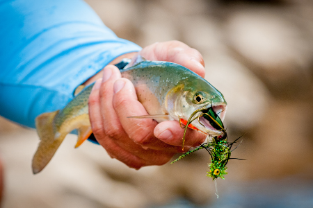 What are the methods for fishing trout bait