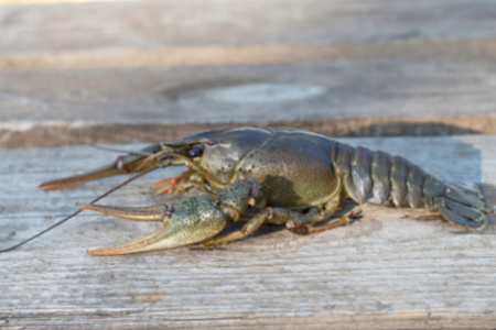 When used correctly, crayfish can be excellent trout bait