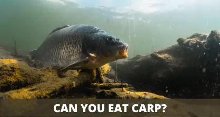 Can you eat carp fish