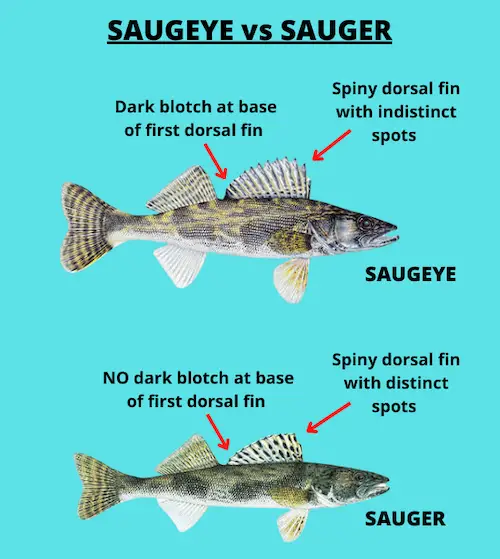 Diagram showing key differences between saugeye and sauger