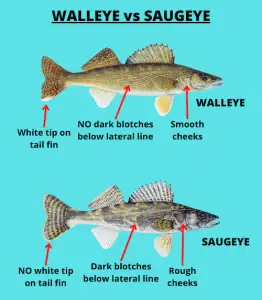 Saugeye Vs Walleye (Key Differences Explained)