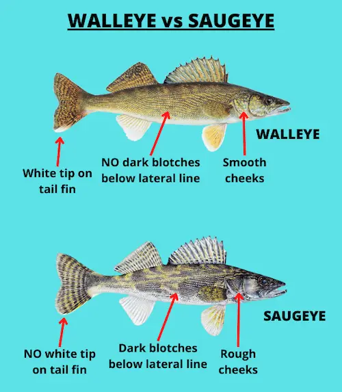 Diagram showing key differences between walleye and saugeye