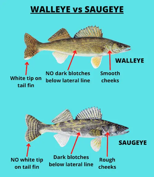 Saugeye Vs Walleye (How Are They Different?) • Air Gun Maniac